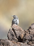 Rock Wren 4744